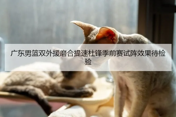 广东男篮双外援磨合提速杜锋季前赛试阵效果待检验